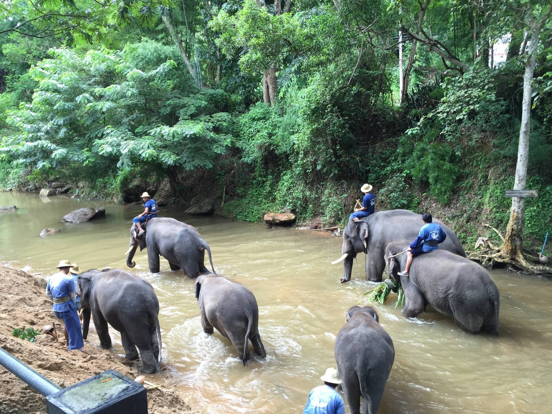 ปางช้างเชียงใหม่